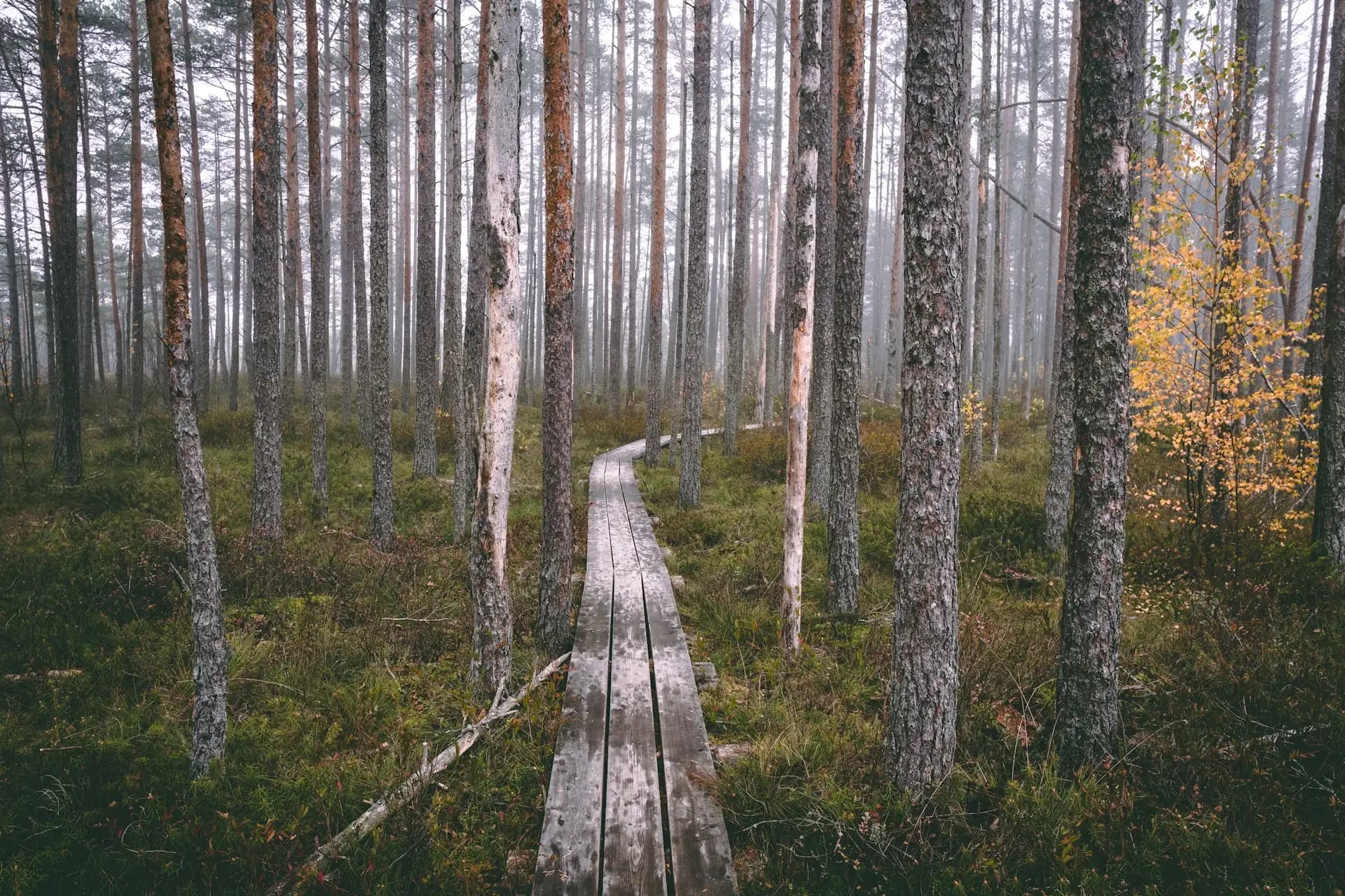 Koka laipa caur miglā tītu Latvijas mežu